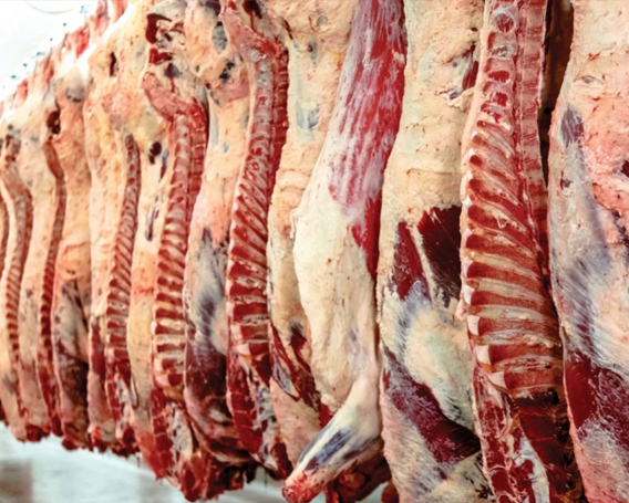 offer <br>all products <br>Frozen Meat And Fish